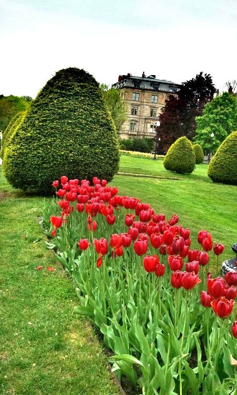 Boston Public Garden, tulips, red tulips, gardening, Boston, Massachusetts, USA