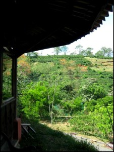 Alajuela, Costa Rica, Coffee Plantation, plantacion de cafe, outdoors, nature, coffee