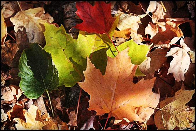 Colorful Maple Leaves