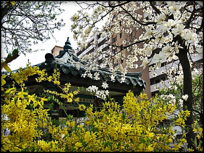 Spring Bloom in Seoul, South Korea