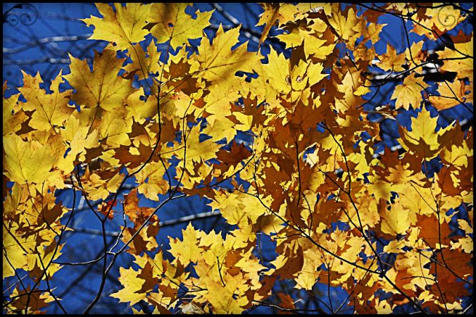 Yellow leaves, Fall foliage, Mont Tremblant, Photography, Togs