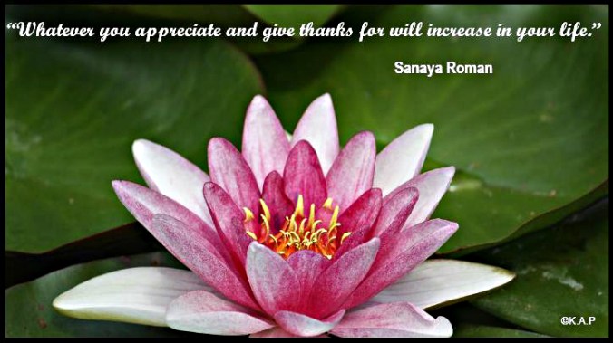 pink, pink water lilly, water lilly, quote, gratitude, sanaya roman, truth, flower, pond, serenity