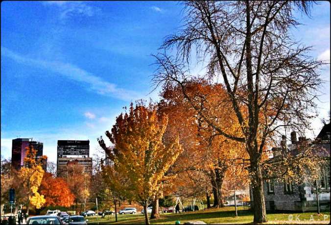 University of Toronto, UofT, St George campus, outdoor, green spaces, nature