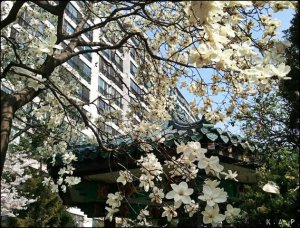 magnolia tree, tree, Seoul, South Korea