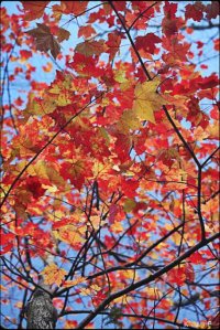 Maple Leaf Tree, Mont-Tremblant, Quebec, fall, fall foliage