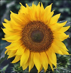 sunflower, flower, plant