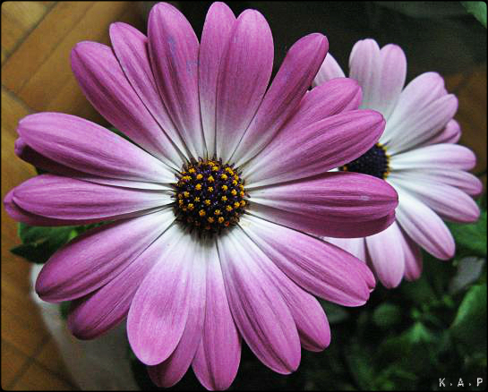 Daisies, purple daisies, flowers, gardening