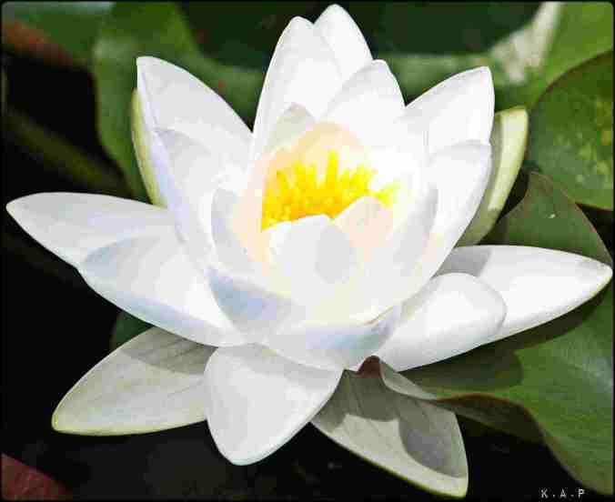 water lilly, white water lilly, flowers, gardening