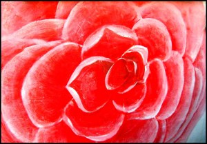 Gaemi Maeul, Ant Village, Seoul, South Korea, Art, Colorful wall, photography, rose. giant rose