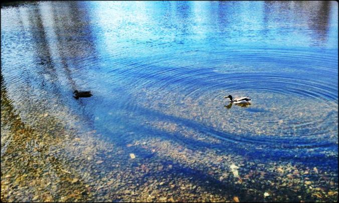 Lafontaine Park, Montreal, Park, Outdoors, Nature, Lake