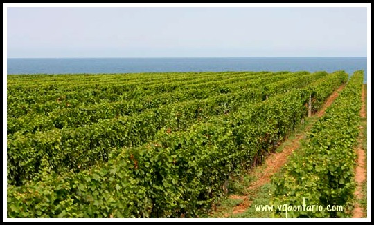 Niagara-On-The-Lake, Vineyards, wine, wineries