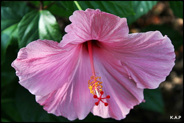 pink hibiscus, flowers, garden, outlet restaurant, Boca Grande, Florida, SW FL, view