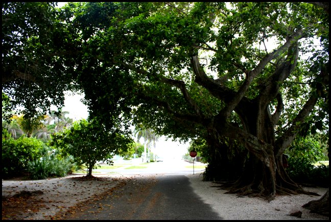 Banyan Street, Boca Grande Bike Path, nature, outdoors, Boca Grande, Gasparilla Island, Charlotte Harbor, SW Florida, FL