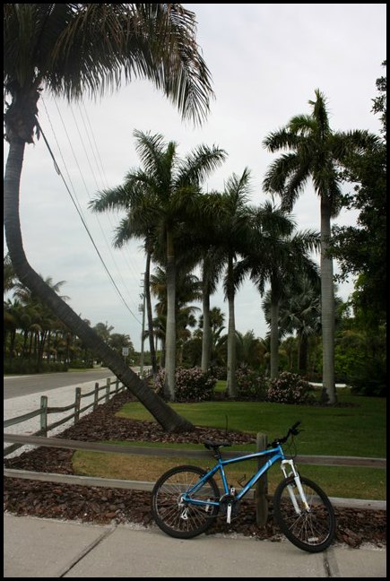 Palm tree, Boca Grande Bike Path, nature, outdoors, Boca Grande, Gasparilla Island, Charlotte Harbor, SW Florida, FL
