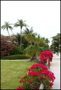 Palm trees, flowers, Boca Grande Bike Path, nature, outdoors, Boca Grande, Gasparilla Island, Charlotte Harbor, SW Florida, FL