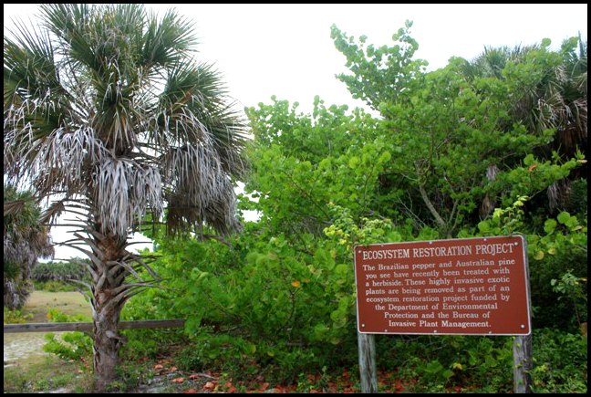 ecosystem, trees, nature, outdoors, Boca Grande Bike Path, nature, outdoors, Boca Grande, Gasparilla Island, Charlotte Harbor, SW Florida, FL