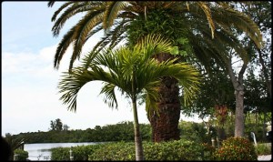 Farlow's on the water, restaurant, Englewood, SWFL, Southwest Florida, Florida, tropical setting, view, waterfront