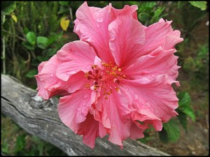 hibiscus, hibisco, flower, flor, El Boqueron National Park, Parque Nacional El Boqueron, San Salvador, El Salvador, park, parque, crater, bosque, forest, hiking, caminata, Centro America, Central America, Travel, Viaje