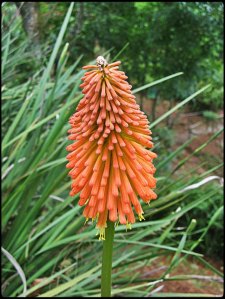 El Boqueron National Park, Parque Nacional El Boqueron, San Salvador, El Salvador, park, parque, crater, bosque, forest, hiking, caminata, Centro America, Central America, Travel, Viaje