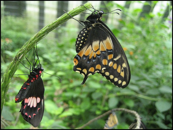 costa rica, butterflies, costa rica butterflies, nature, mariposas