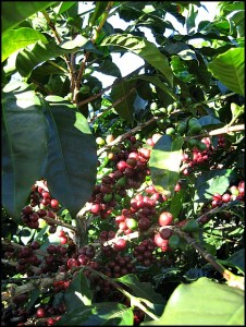 Green beans, coffee cherries, Doka Estate, Alajuela, Costa Rica, Centro America, coffee plantation