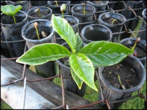 seedbed, coffee plant, Doka Estate, Alajuela, Costa Rica, Centro America, coffee plantation
