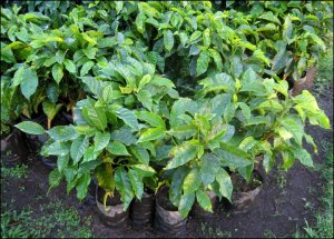 coffee plants, Doka Estate, Alajuela, Costa Rica, Centro America, coffee plantation