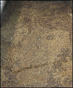 coffee processing, coffee processing plant, Doka Estate, Alajuela, Costa Rica, Centro America, coffee plantation