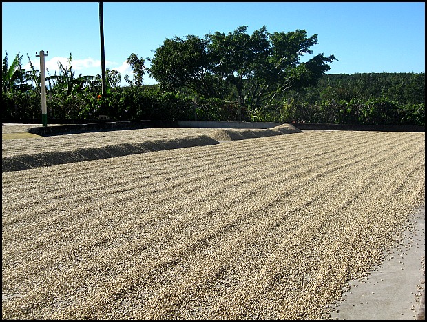 sundried coffee beans, Doka Estate, Alajuela, Costa Rica, Centro America, coffee plantation