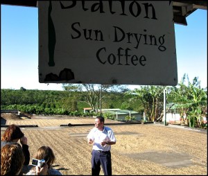 Sundrying coffee, Doka Estate, Alajuela, Costa Rica, Centro America, coffee plantation