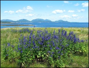 Acadia National Park, Maine, Park, Nature, outdoors, travel, photography