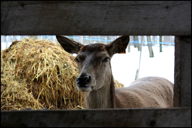 farm animal, Maple tree, érablier, tap hole, bucket, collecting sap, Cabane à sucre, Constantin Grégoire, sugar shack, St-Esprit, Québec