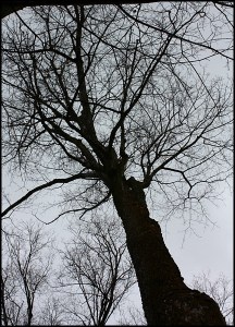 Maple tree, érablier, Cabane à sucre, Constantin Grégoire, sugar shack, St-Esprit, Québec