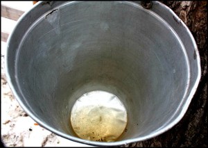 Maple tree, érablier, tap hole, bucket, collecting sap, Cabane à sucre, Constantin Grégoire, sugar shack, St-Esprit, Québec