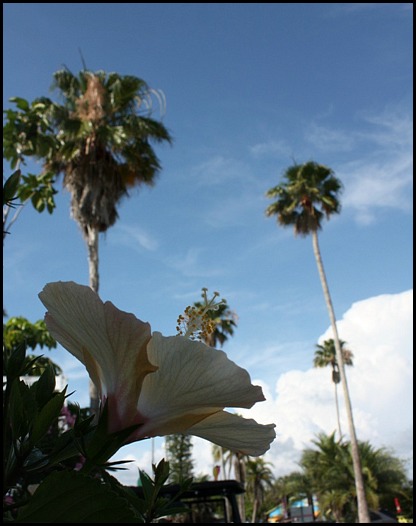 Margaret Albritton Gallery, Placida, Florida, travel, art, SW Florida, Charlotte Harbor & the Gulf Islands, Florida, travel, photography, TS76, outdoors