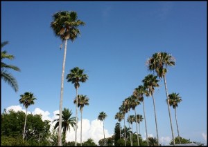 Palm trees, Margaret Albritton Gallery, Placida, Florida, travel, art, SW Florida, Charlotte Harbor & the Gulf Islands, Florida, travel, photography, TS76, outdoors