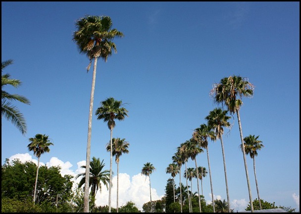 Palm trees, Margaret Albritton Gallery, Placida, Florida, travel, art, SW Florida, Charlotte Harbor & the Gulf Islands, Florida, travel, photography, TS76, outdoors