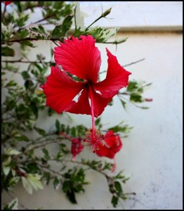 Hibiscus, red hibiscus, flower, Margaret Albritton Gallery, Placida, Florida, travel, art, SW Florida, Charlotte Harbor & the Gulf Islands, Florida, travel, photography, TS76, outdoors