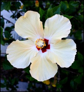 hibiscus, yellow hibiscus, flower, Margaret Albritton Gallery, Placida, Florida, travel, art, SW Florida, Charlotte Harbor & the Gulf Islands, Florida, travel, photography, TS76, outdoors