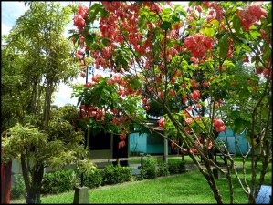 Garden, Anita Primary School, Costa Rica, travel, photography, TS76, Pack For a Purpose, social good