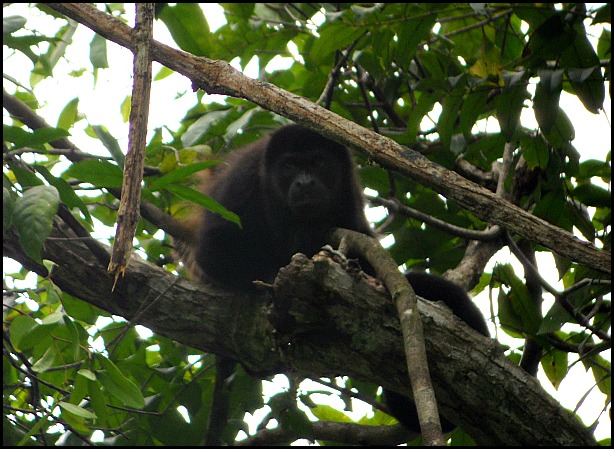 Parque Nacional Manuel Antonio, Costa Rica, Park, nature, travel, photography, TS76