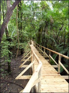 Hiking trail, Parque Nacional Manuel Antonio, Costa Rica, Park, nature, travel, photography, TS76