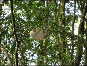 Parque Nacional Manuel Antonio, Costa Rica, Park, nature, travel, photography, TS76