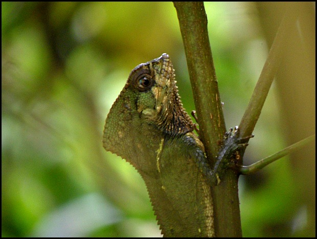 Casque headed lizard, Parque Nacional Manuel Antonio, Costa Rica, Park, nature, travel, photography, TS76