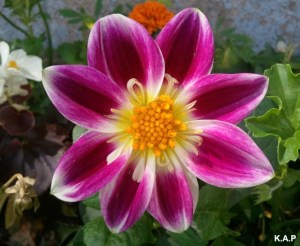dahlia, fuchsia dahlia, flower, flower power, nature, outdoor, TS76, photography