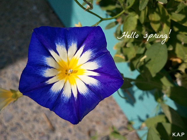 blue flower, flower, flower power, nature, outdoor, TS76, photography
