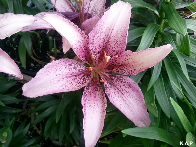 star lilly, lilly, flower, flower power, nature, outdoor, TS76, photography