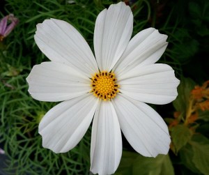 cosmos, white cosmos, flower, flower power, nature, outdoor, TS76, photography