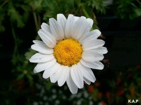 Daisy, white daisy, flower, flower power, nature, outdoor, TS76, photography
