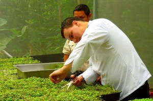 Chef Alejandro Torres, cutting Microgreens, Parador Resort and Spa, Costa Rica, greens
